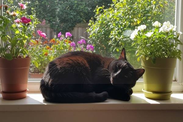 貓咪心血管疾病的早期癥狀有哪些?如何有效預防和治療? 貓咪心血管疾病的早期癥狀有哪些?如何有效預防和治療?