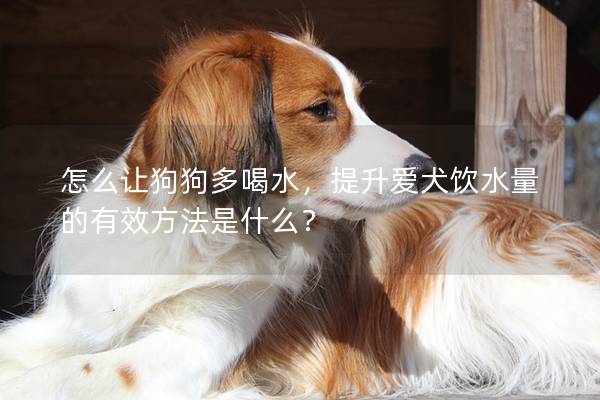 怎么讓狗狗多喝水，提升愛犬飲水量的有效方法是什么？