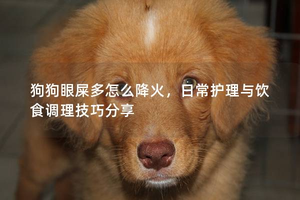 狗狗眼屎多怎么降火，日常護理與飲食調理技巧分享
