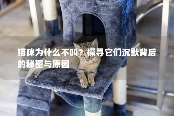 貓咪為什么不叫？探尋它們沉默背后的秘密與原因