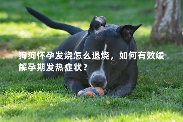 狗狗懷孕發燒怎么退燒，如何有效緩解孕期發熱癥狀？