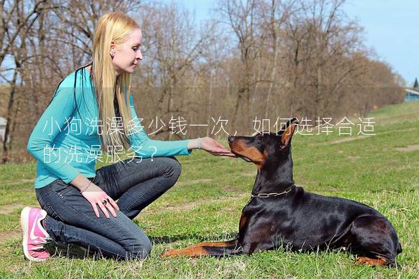 小狗洗澡多少錢一次，如何選擇合適的洗澡服務？