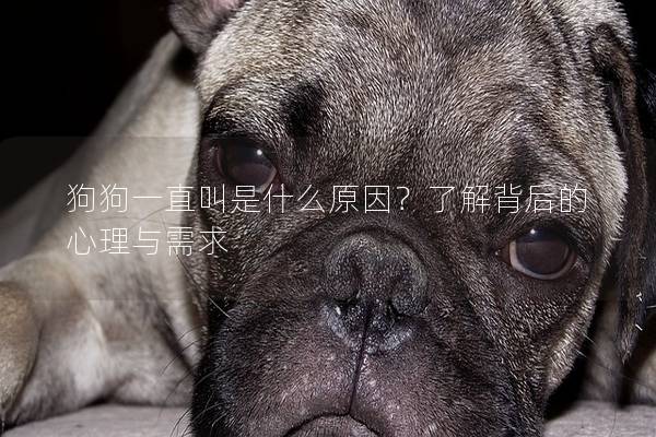 狗狗一直叫是什么原因？了解背后的心理與需求