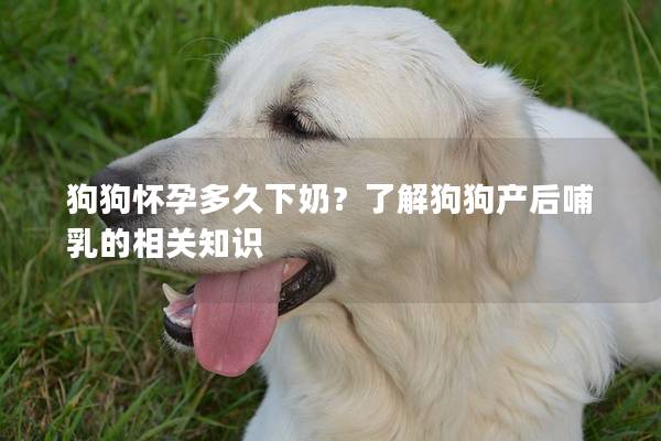 狗狗懷孕多久下奶？了解狗狗產后哺乳的相關知識