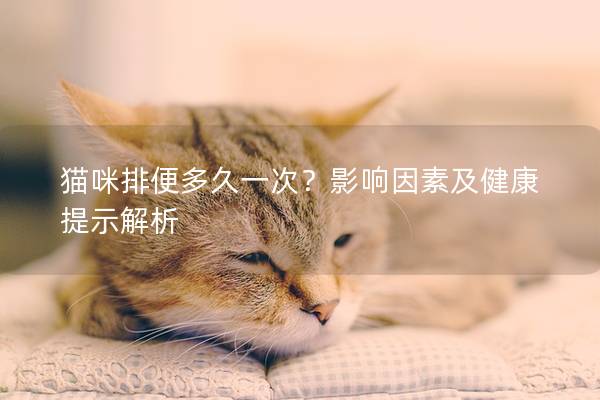 貓咪排便多久一次？影響因素及健康提示解析