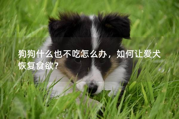 狗狗什么也不吃怎么辦，如何讓愛犬恢復食欲？