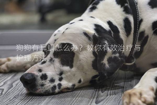 狗狗有耳螨怎么辦？教你有效治療與護理方法