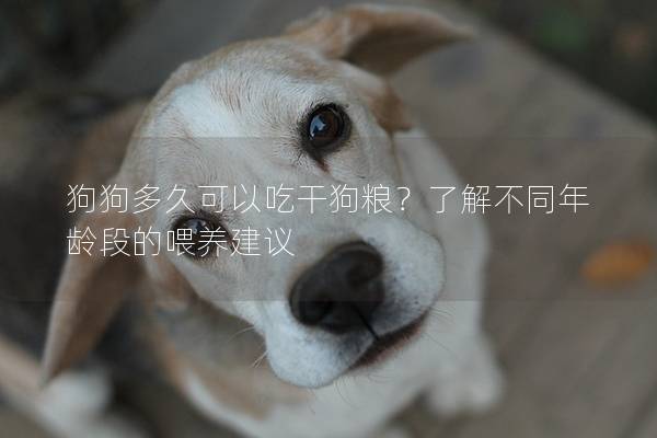 狗狗多久可以吃干狗糧?了解不同年齡段的喂養建議 狗狗多久可以吃干狗糧?了解不同年齡段的喂養建議
