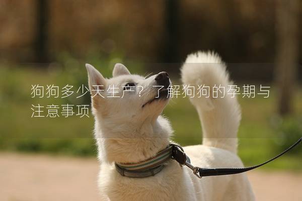 狗狗多少天生產？了解狗狗的孕期與注意事項