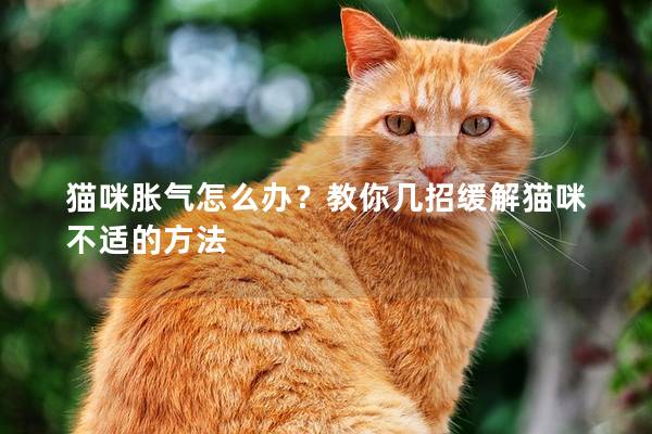 貓咪脹氣怎么辦？教你幾招緩解貓咪不適的方法