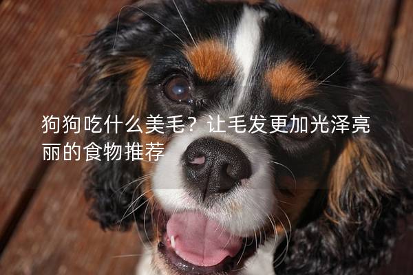 狗狗吃什么美毛？讓毛發更加光澤亮麗的食物推薦