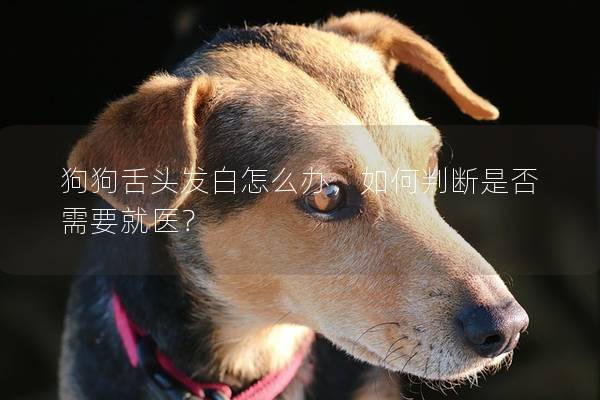 狗狗舌頭發白怎么辦，如何判斷是否需要就醫？