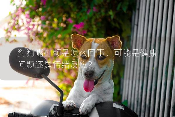 狗狗嘴打顫是怎么回事,可能是健康問題還是情緒反應(yīng)? 狗狗嘴打顫是怎么回事,可能是健康問題還是情緒反應(yīng)?