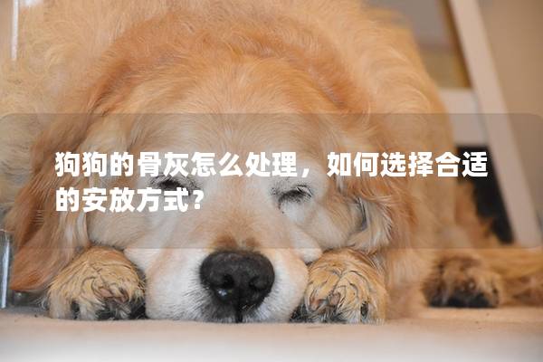 狗狗的骨灰怎么處理，如何選擇合適的安放方式？