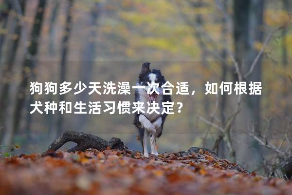 狗狗多少天洗澡一次合適，如何根據(jù)犬種和生活習(xí)慣來(lái)決定？