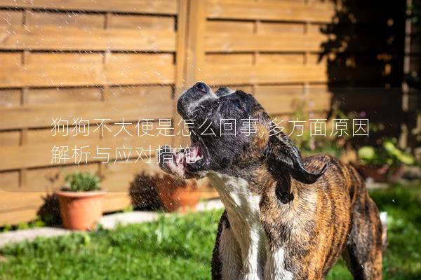 狗狗不大便是怎么回事,多方面原因解析與應對措施