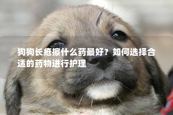 狗狗長瘡擦什么藥最好？如何選擇合適的藥物進行護理