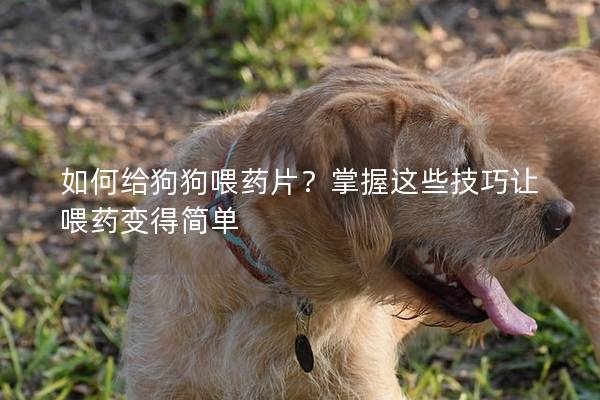 如何給狗狗喂藥片?掌握這些技巧讓喂藥變得簡單 如何給狗狗喂藥片?掌握這些技巧讓喂藥變得簡單