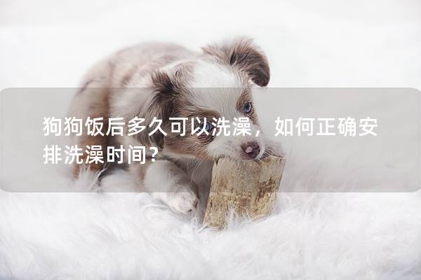 狗狗飯后多久可以洗澡，如何正確安排洗澡時(shí)間？