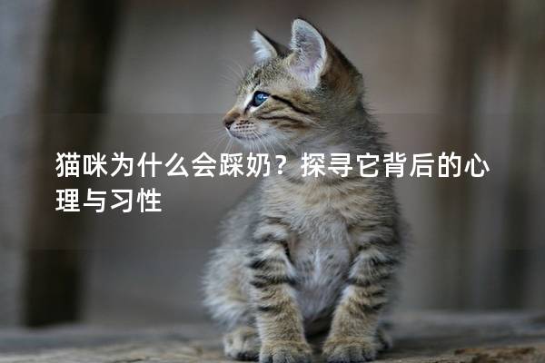 貓咪為什么會踩奶？探尋它背后的心理與習性