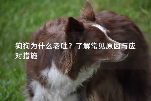 狗狗為什么老吐？了解常見原因與應對措施