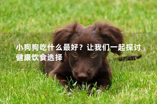 小狗狗吃什么最好？讓我們一起探討健康飲食選擇