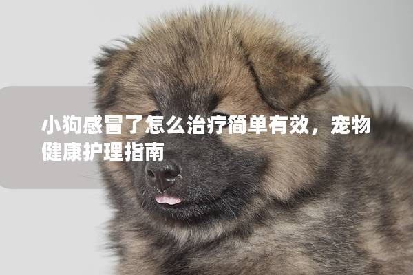 小狗感冒了怎么治療簡單有效,寵物健康護理指南 小狗感冒了怎么治療簡單有效,寵物健康護理指南