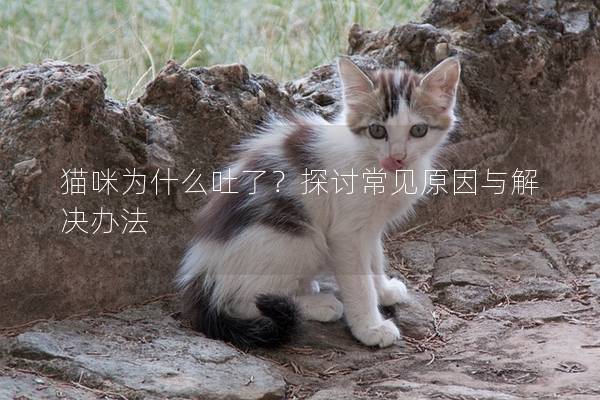 貓咪為什么吐了？探討常見原因與解決辦法