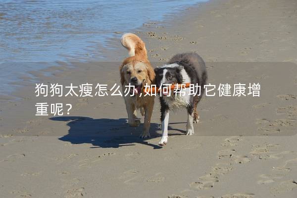 狗狗太瘦怎么辦,如何幫助它健康增重呢？