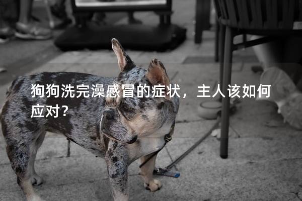 狗狗洗完澡感冒的癥狀，主人該如何應對？
