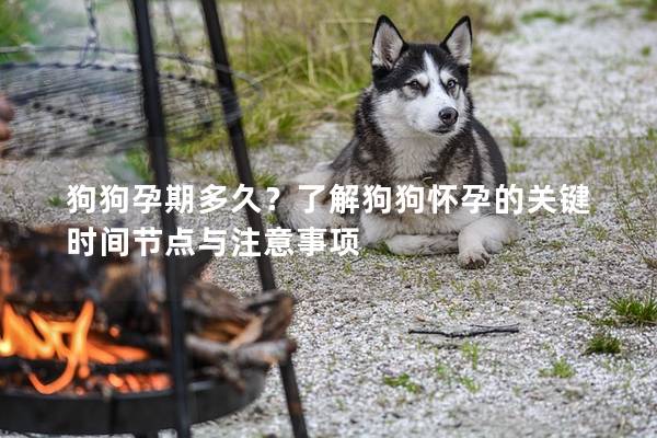 狗狗孕期多久？了解狗狗懷孕的關鍵時間節(jié)點與注意事項