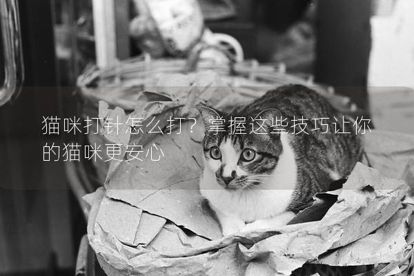 貓咪打針怎么打？掌握這些技巧讓你的貓咪更安心