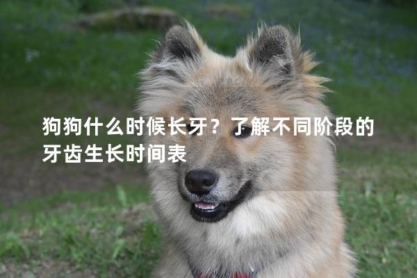 狗狗什么時候長牙？了解不同階段的牙齒生長時間表