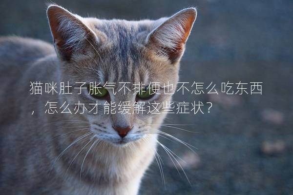 貓咪肚子脹氣不排便也不怎么吃東西，怎么辦才能緩解這些癥狀？