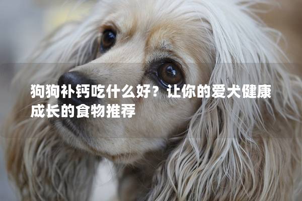 狗狗補鈣吃什么好？讓你的愛犬健康成長的食物推薦