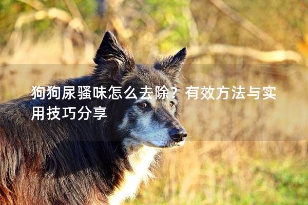 狗狗尿騷味怎么去除？有效方法與實用技巧分享