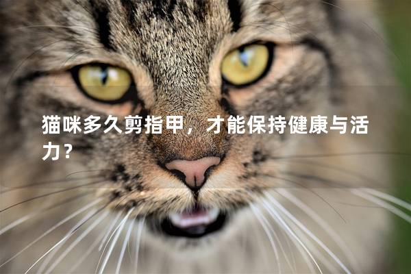 貓咪多久剪指甲，才能保持健康與活力？