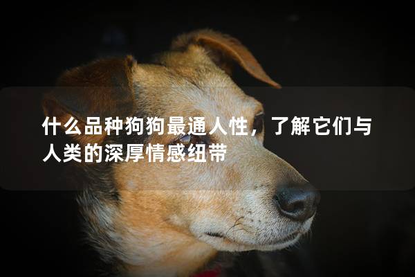 什么品種狗狗最通人性,了解它們與人類的深厚情感紐帶 什么品種狗狗最通人性,了解它們與人類的深厚情感紐帶