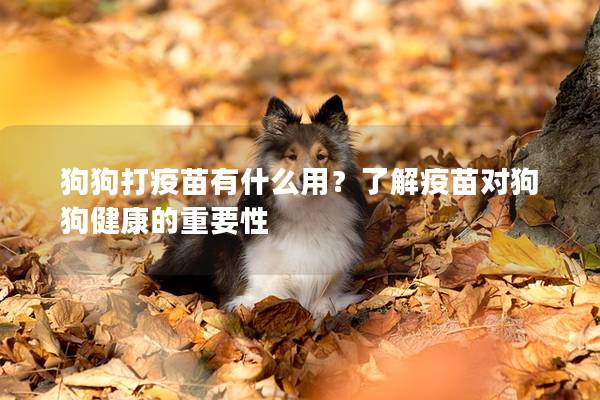 狗狗打疫苗有什么用？了解疫苗對狗狗健康的重要性
