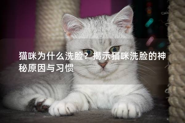 貓咪為什么洗臉？揭示貓咪洗臉的神秘原因與習慣