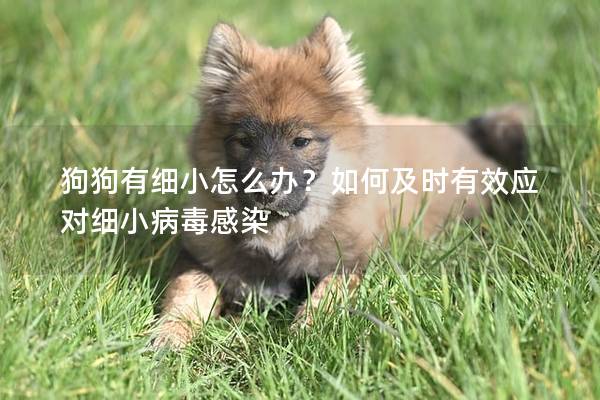 狗狗有細小怎么辦？如何及時有效應對細小病毒感染
