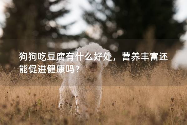 狗狗吃豆腐有什么好處，營養(yǎng)豐富還能促進(jìn)健康嗎？