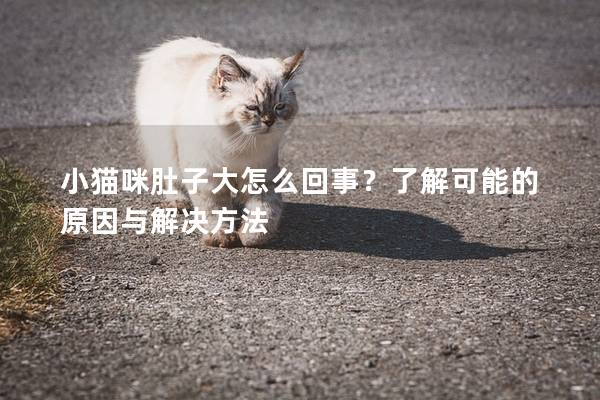 小貓咪肚子大怎么回事？了解可能的原因與解決方法