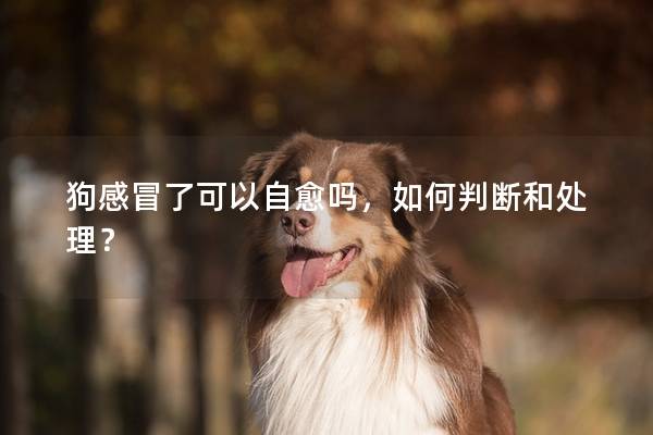 狗感冒了可以自愈嗎，如何判斷和處理？