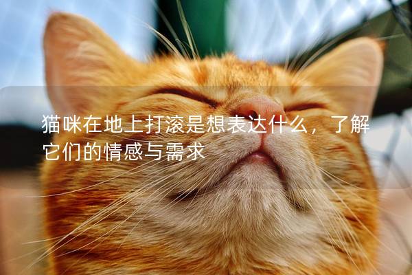 貓咪在地上打滾是想表達什么，了解它們的情感與需求