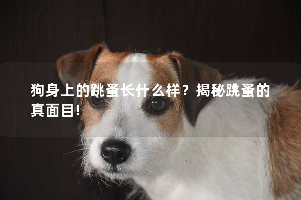 狗身上的跳蚤長什么樣？揭秘跳蚤的真面目!