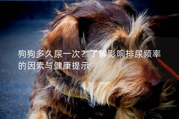 狗狗多久尿一次？了解影響排尿頻率的因素與健康提示