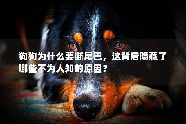 狗狗為什么要斷尾巴，這背后隱藏了哪些不為人知的原因？