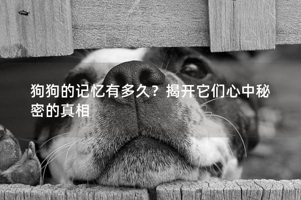 狗狗的記憶有多久？揭開它們心中秘密的真相