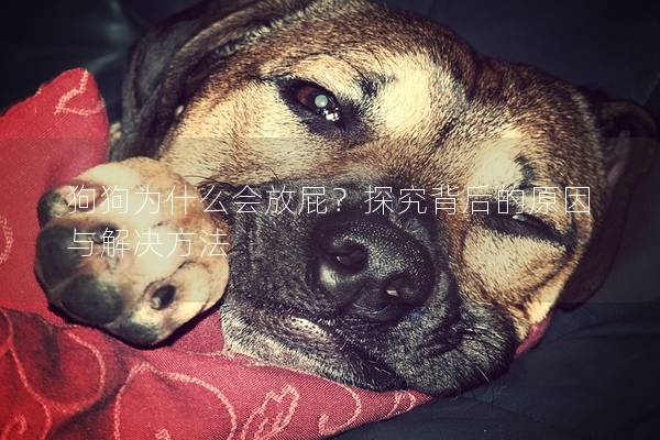 狗狗為什么會放屁？探究背后的原因與解決方法